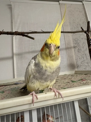 Handzahmer Nymphensittiche