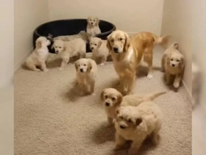 Golden Retriever Welpen