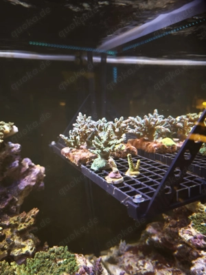 Meerwasser, verstellbarer Fraghalter zum Einhängen, PETG