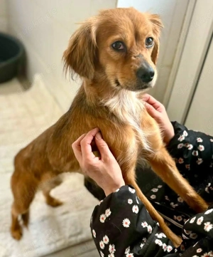 Powerpaket Mila sucht dringend ihr passendes Zuhause 