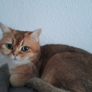 Deckkater  BKH suche 