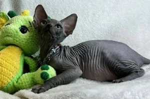 entzückende Sphynx-Katze