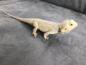 100% het. Hypo transculent snow Männchen 5 Jahre alt 