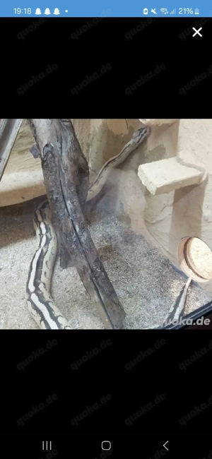 Pastel Superstripe 1.0