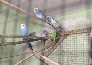 junge Wellensittiche  Bild 8