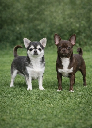 2 Chihuahua Deckrüden mit Stammbaum 