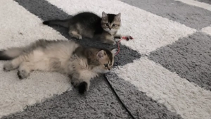 BKH-Kitten in der wunderschönen Farbe Golden Black Shaded  und Golden Black Tabbi 