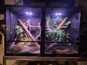 Komplette Terarrien mir Fröschen zu verkaufen 