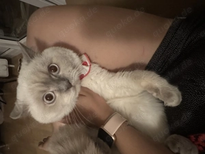 Britisch Kurzhaar Kater in Weiß Bild 2