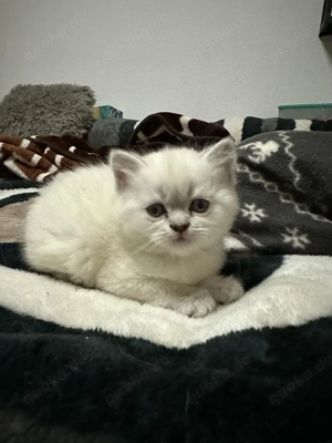 Britisch Kurzhaar Kater in Weiß Bild 3