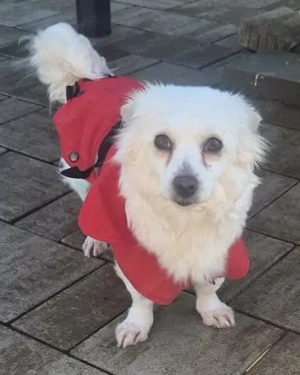 Katzenverträgliches Mini Mädchen Eleni