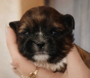 Welpen Shih Tzu 