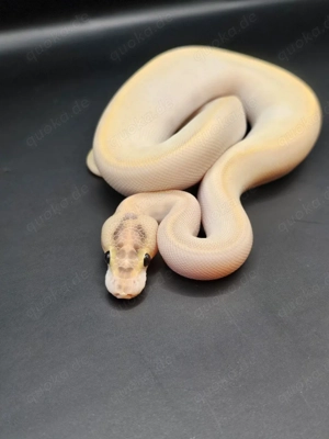 Orange dream ivory pos enchi, calico 0.1 Königspython 