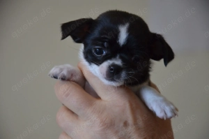 Chihuahua Welpen