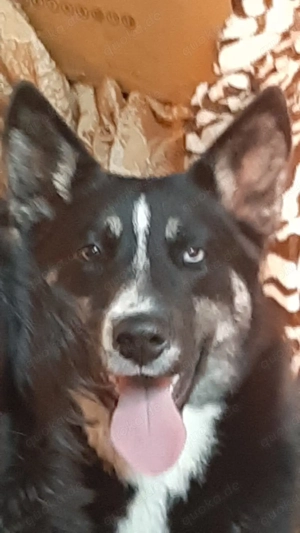 Skadi   bezaubernde Husky-Mix-Prinzessin sucht ihr Zuhause