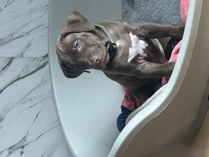 Labrador mix Welpen Der letzte Rüde 