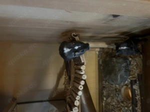 2 Rennmäuse mit Käfig 