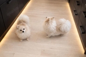 Pomeranian-Spitz-Hündinnen