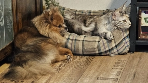 Reinrassige Pomeranian Zwergspitz Hündin Merle sucht ein Zuhause 