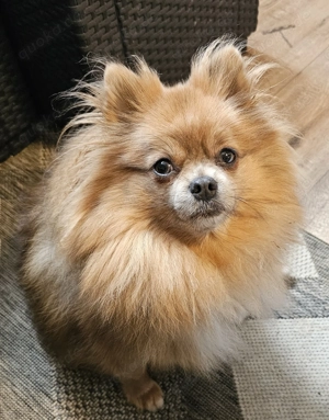 Reinrassige Pomeranian Zwergspitz Hündin Merle sucht ein Zuhause 
