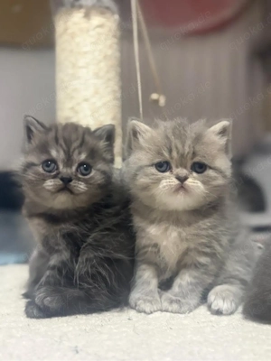 Britische Babykatzen