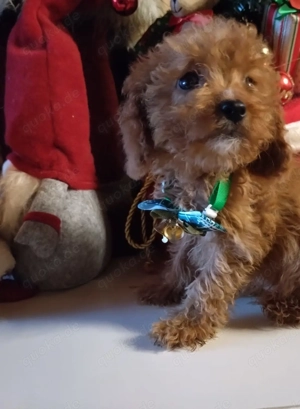 Zauberhaftes Maltipoo Welpen rot weiß ,rot , schön klein F1b  Verpaarung 