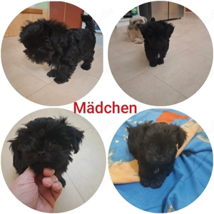 Süße Bolonka Zwetna welpen