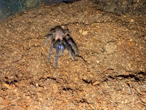 Chilobrachys natanicharum 0.1 (EX SP. ELECTRIC BLUE) 2025
