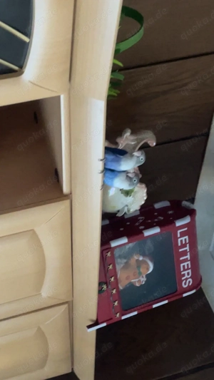 agapornis unzertrennlich