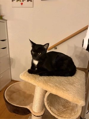 Zwei Katzen suchen ein neues Zuhause