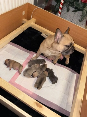 Bezaubernde Französische Bulldoggen-Welpen   suchen ein liebevolles Zuhause! 