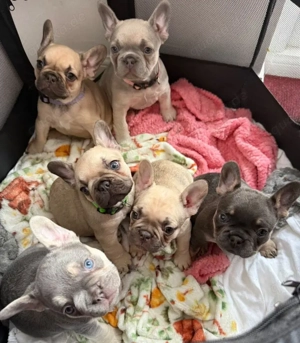 Französische Bulldoggenwelpen. 3 Rüden und 2 Hündinnen.