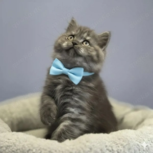 Nur noch 1 Reinrassiges BKH=Britisch Kurzhaar  BLH=Britisch Langhaar Kitten