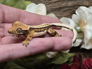 Kronengecko poss. 1.0