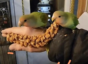 Rosenköpfchen handzahm zu verkaufen