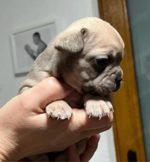 Französische Bulldoggen Welpen