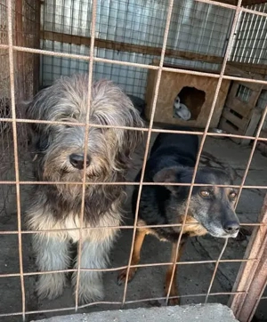 Einzelprinz Oliver will geliebt werden