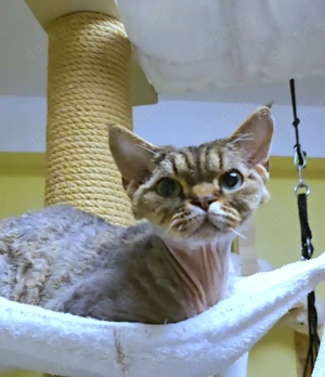 Jung, schön und bereit, Liebe zu schenken   ein Kater Harvey sucht ein Zuhause für immer!