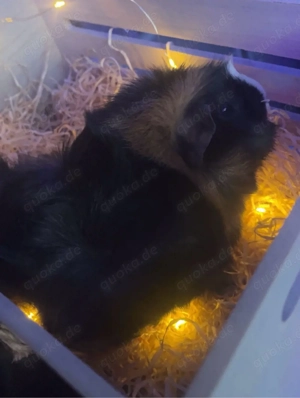 kastriertes Meerschweinchen -männchen