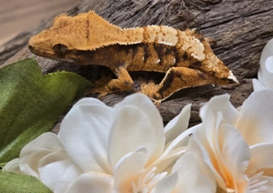 Kronengecko 0.0.1 Correlophus ciliatus