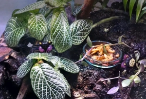 Geosesarma Dennerle Vampirkrabbe Bild 2