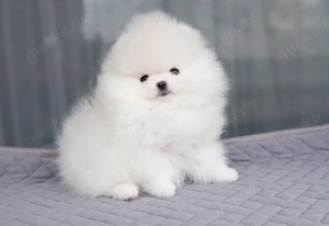 Pomeranian-Welpe