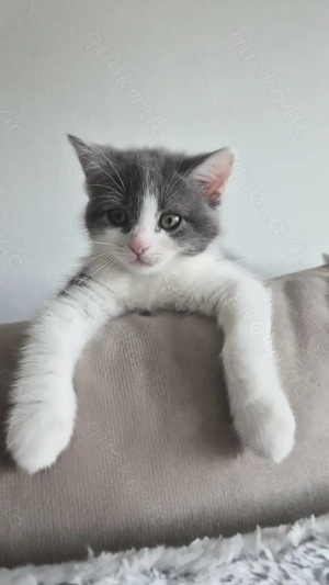 Sibirische Kätzchenbabys 