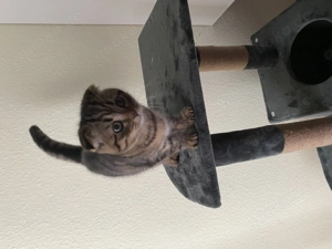 BKH mix Kitten sucht neues Zuhause 