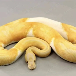 Königspython Dreamsicle   Männchen, proven breeder, mit Nachweis