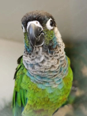 Blausteißsittich Pärchen