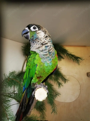 Blausteißsittich Pärchen