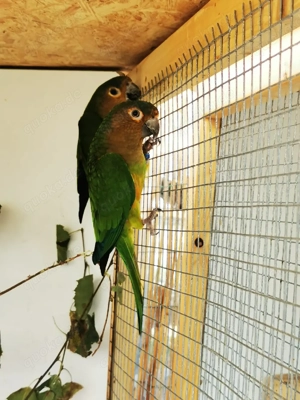 Braunwangensittich Hahn