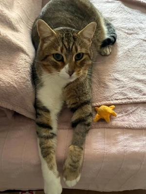 zutraulicher, verschmuster Kater Gamma sucht ein tolles Zuhause