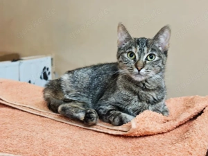 tapfere, dreibeinige und dennoch sehr fröhliche junge Katze Pisicella sucht ein Zuhause